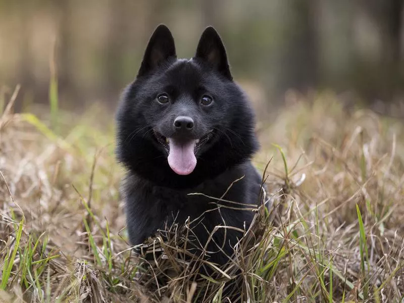 Schipperke