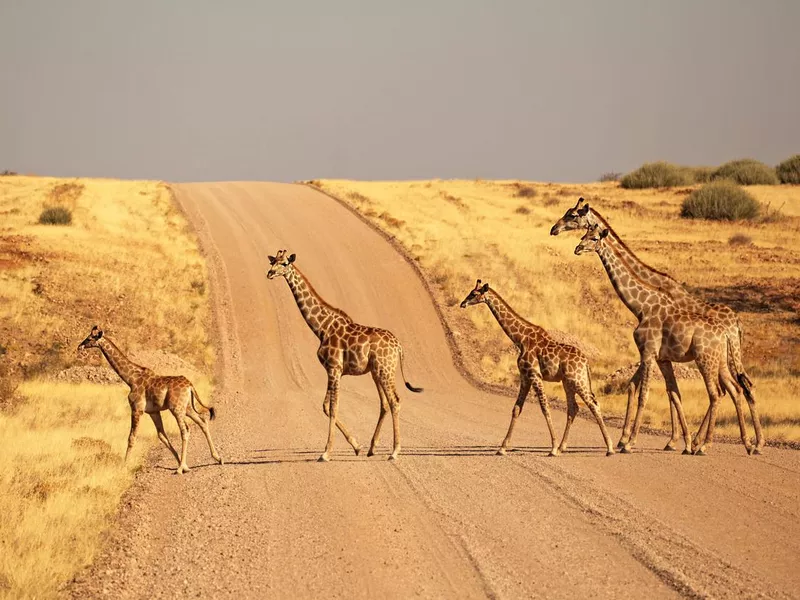 Group of Giraffes Walking on the gravel road in Namibia