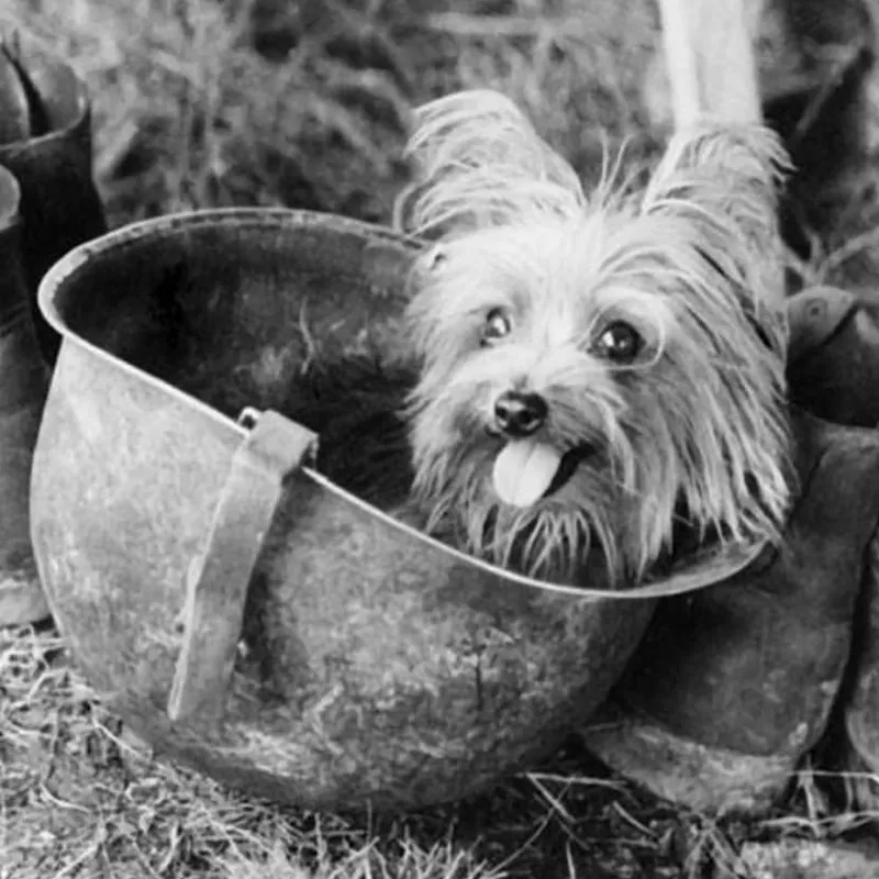 Smoky, the Yorkshire Terrier