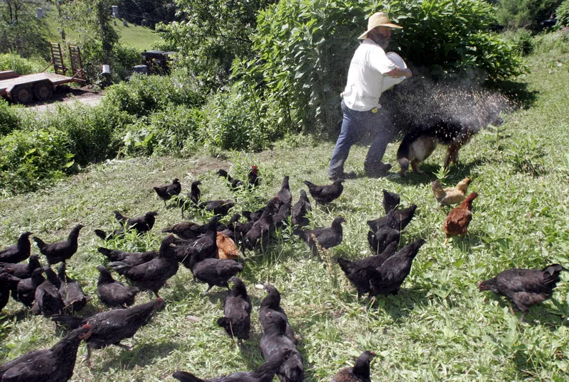 Chicken in Vermont