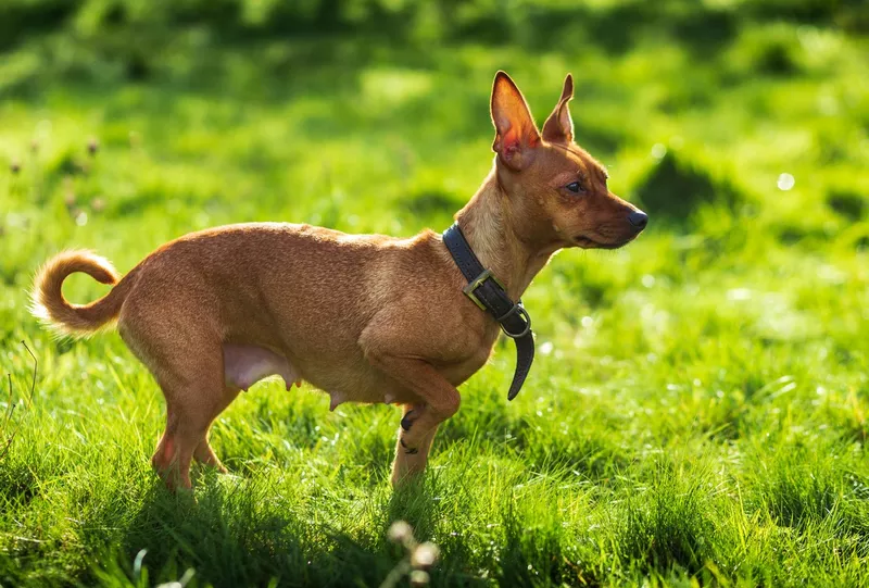 Miniature Pinscher