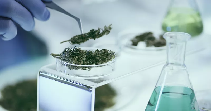 Tissue culture marijuana