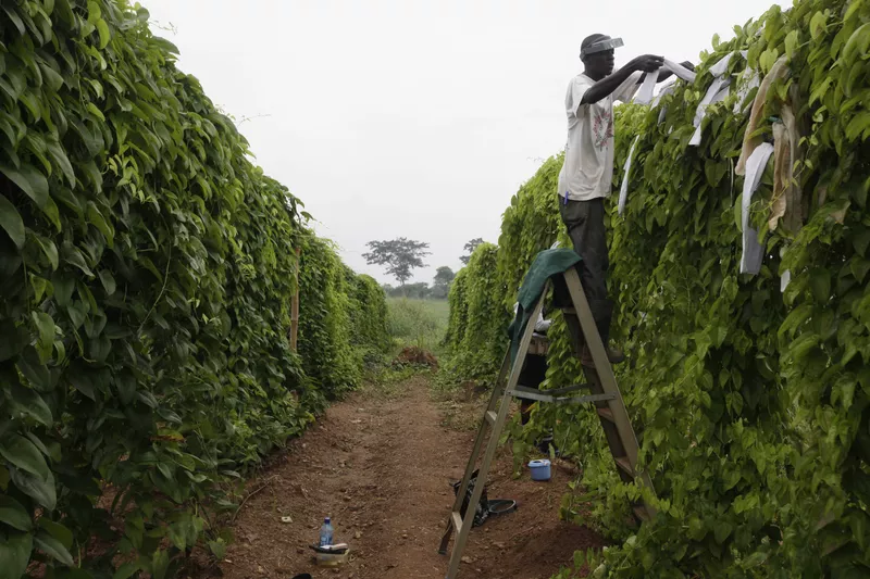 Cassava plants in Nigeria