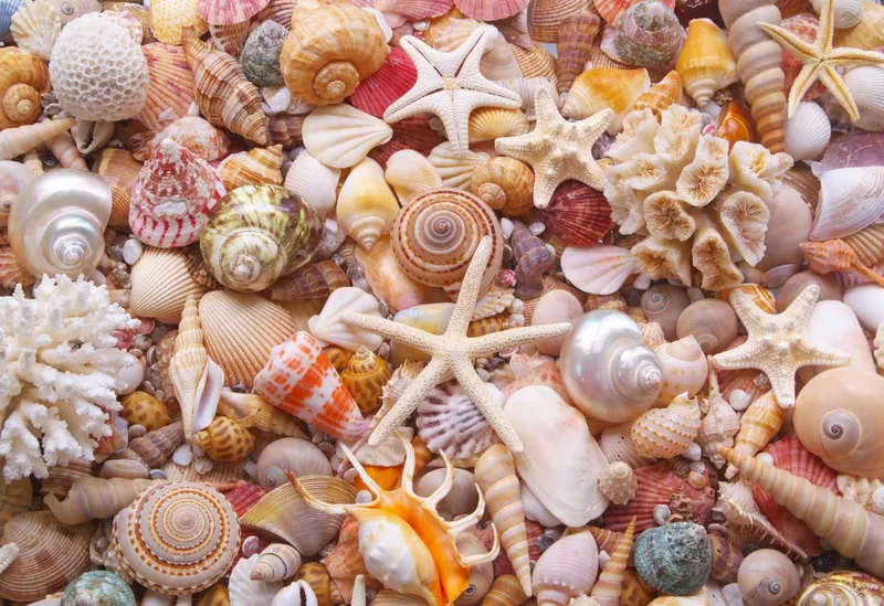 Seashells and starfish