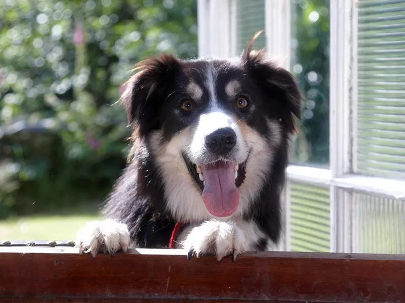 Border Collie happy