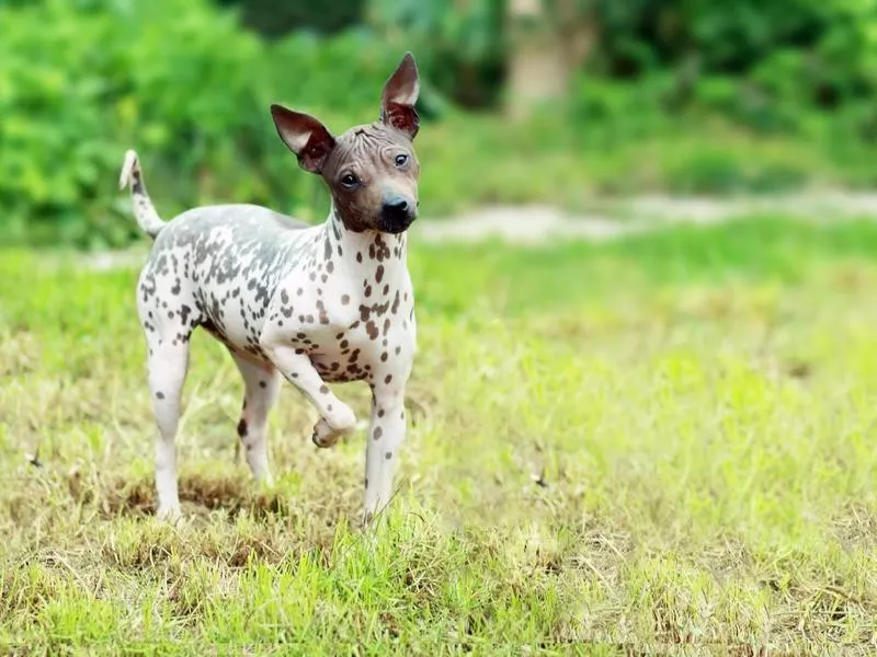 American Hairless Terrier