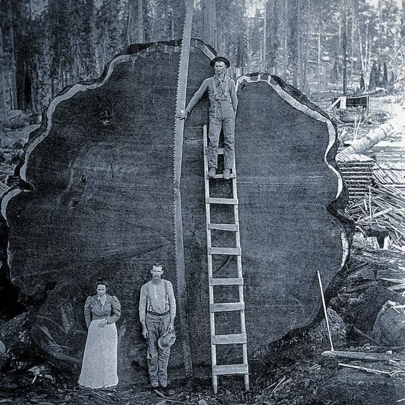 Three people in front of a felled Sequoia tree named 