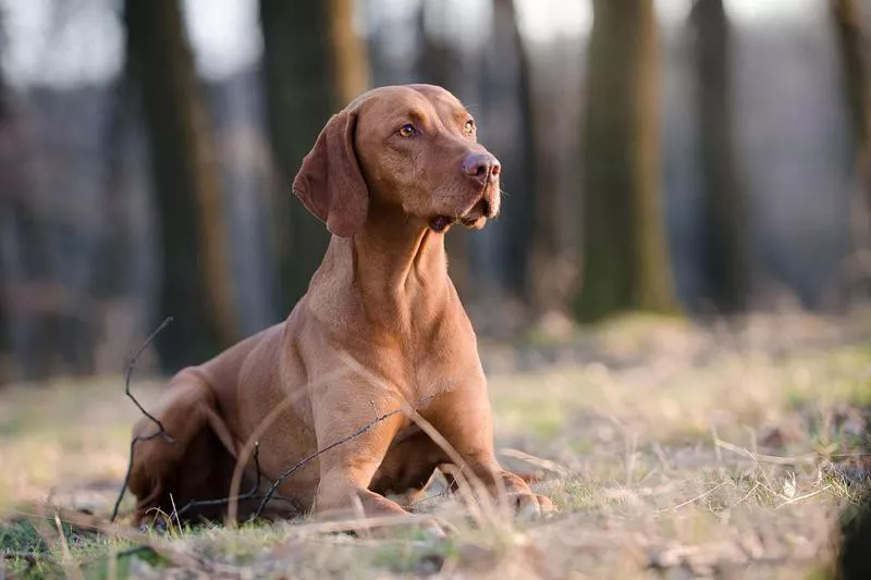 Vizsla