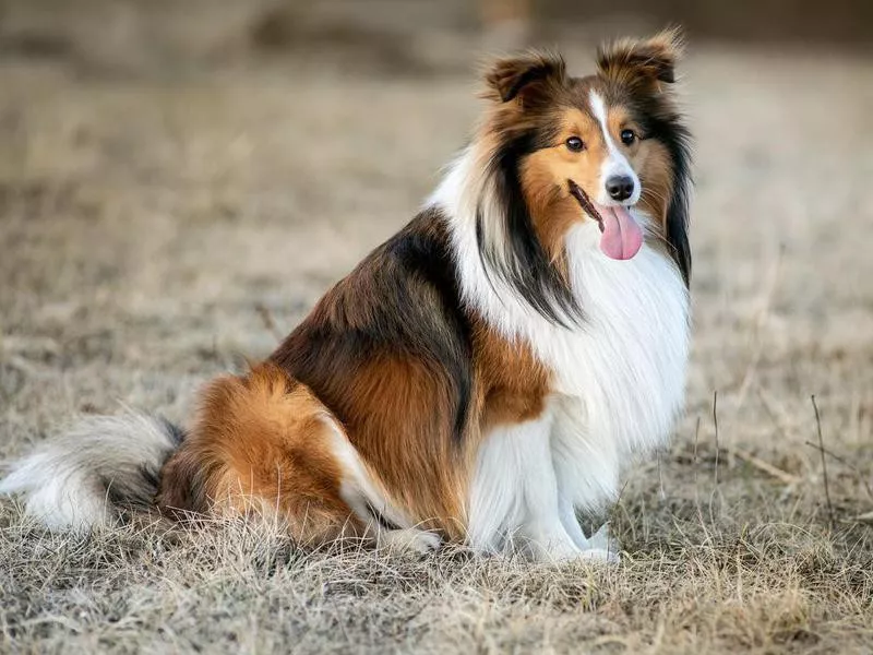 Shetland Sheepdog