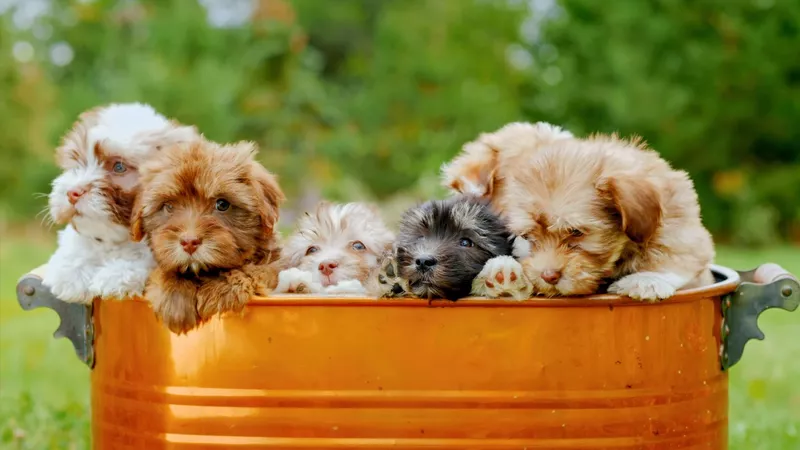 Shih-Poo puppies