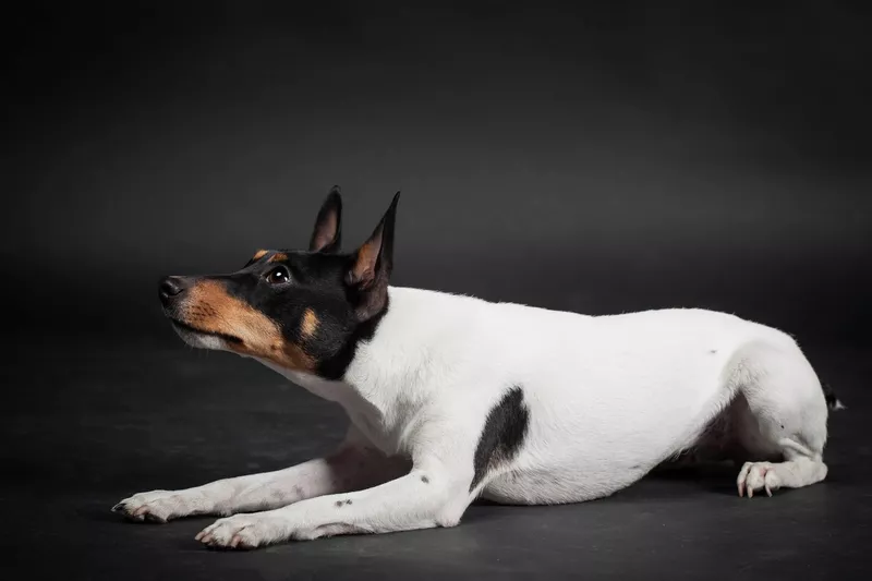 Toy Fox Terrier