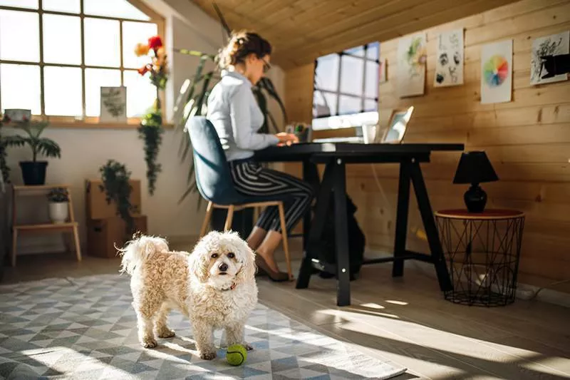 Dog in office