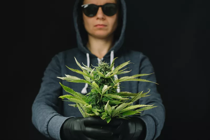 Person holding cannabis in hands