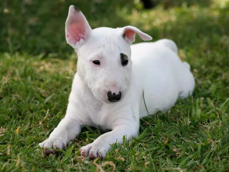 Bull Terrier