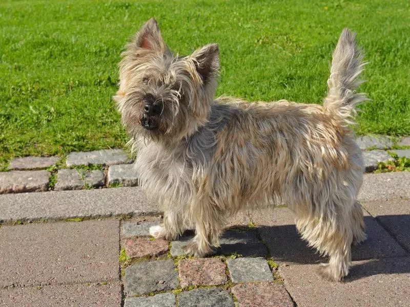 Cairn Terrier