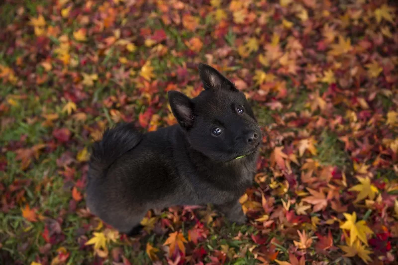 Schipperke puppy