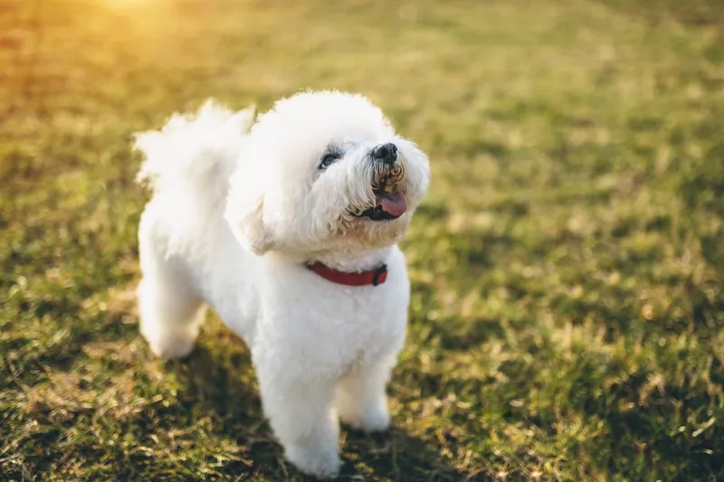 Bichon Frise