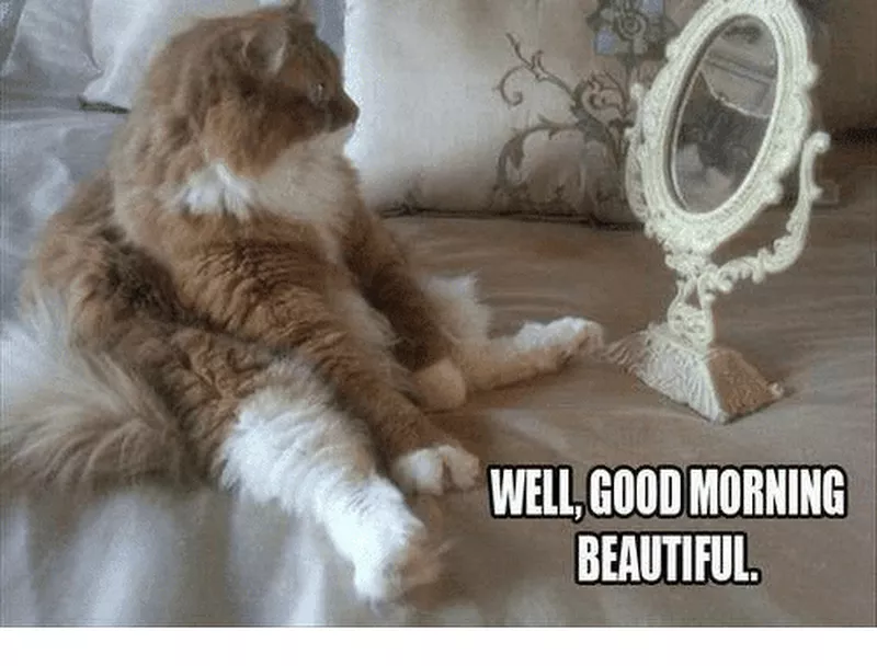 Good morning cat meme