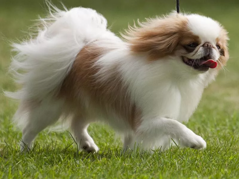 Japanese Chin