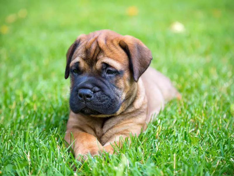 Bullmastiff puppy