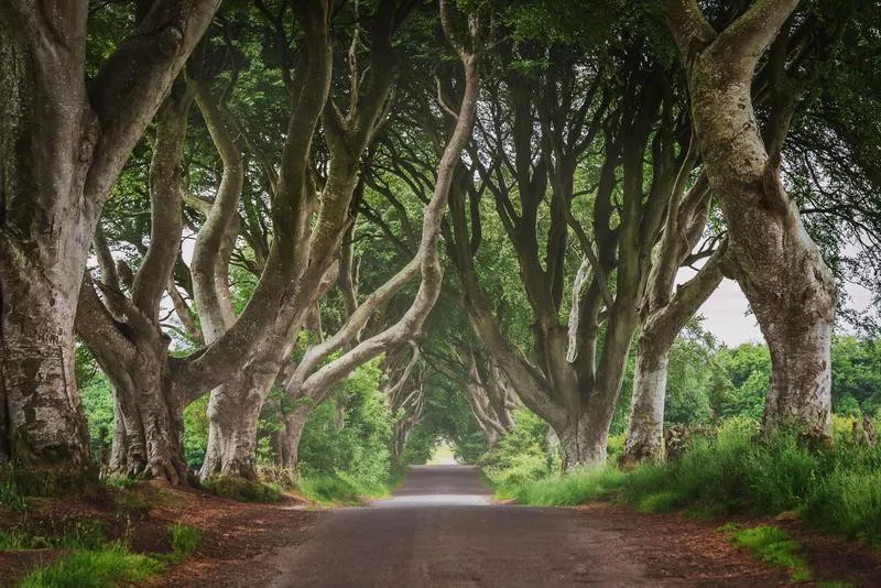 The Dark Hedges in Northern Ireland