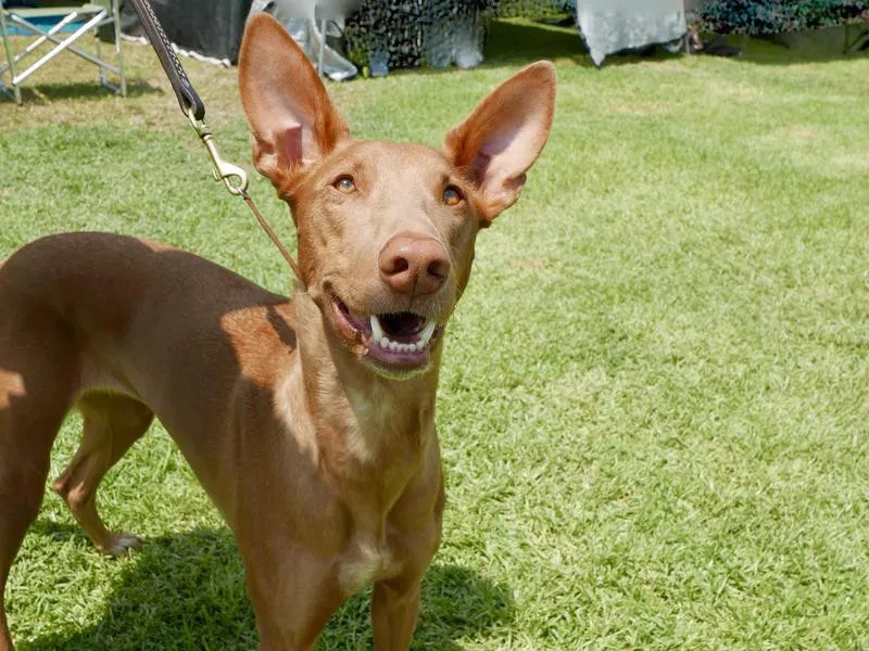 Pharaoh Hound