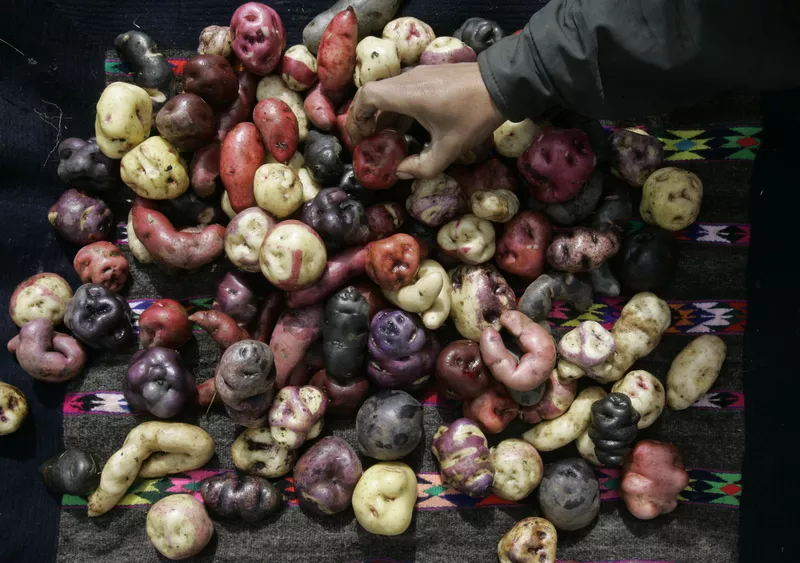 Potatoes in Peru