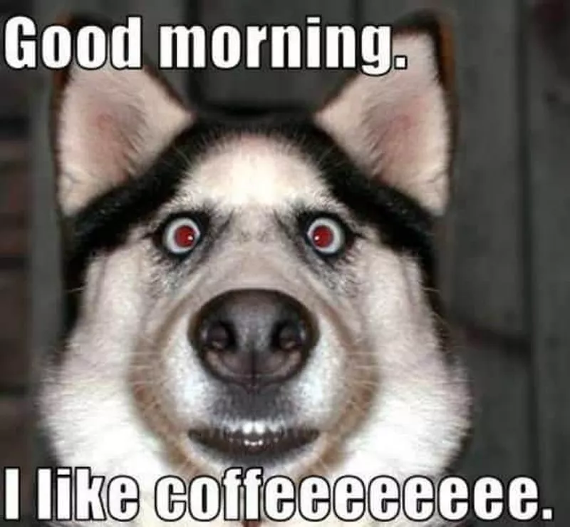 Coffee husky meme