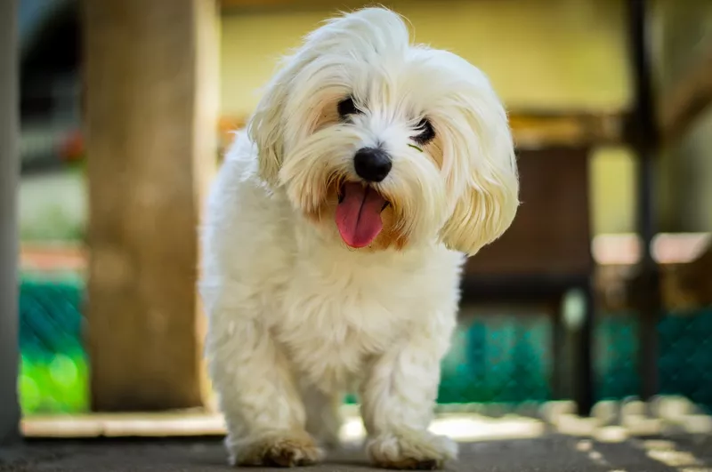 Maltese dog