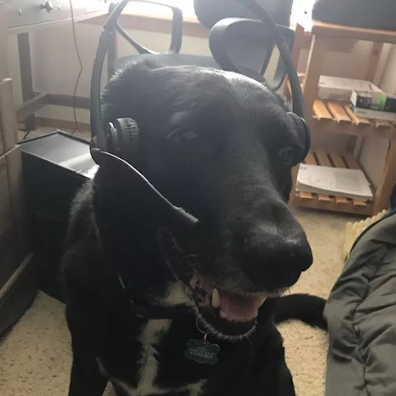 Dog with headset