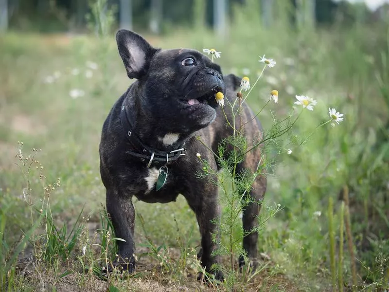 French Bulldog