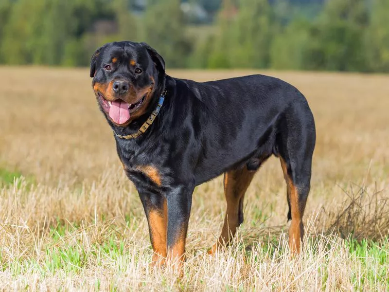 Rottweiler