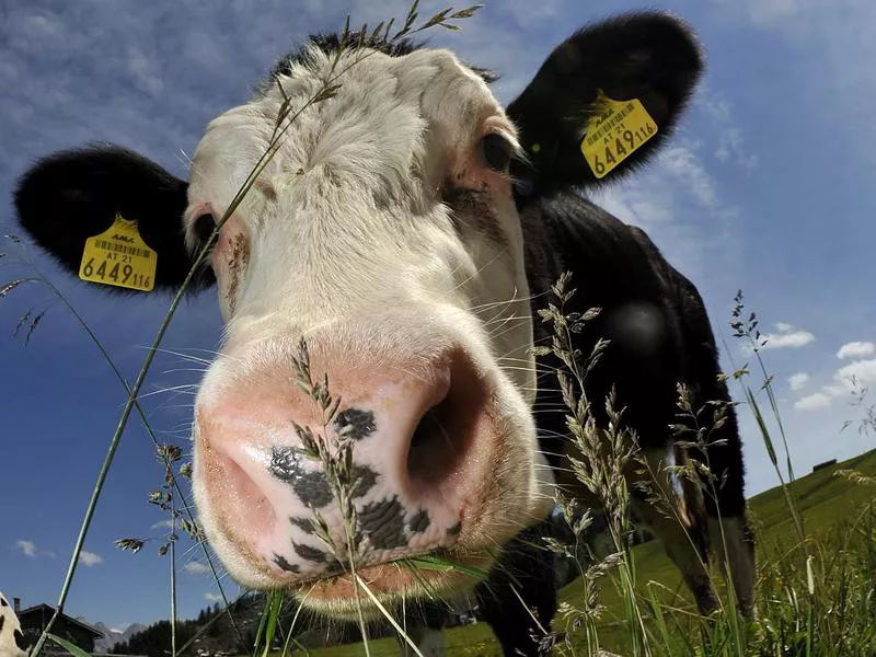 Cow in Austria