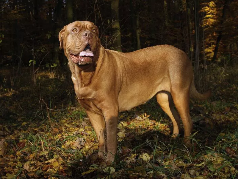 Dogue de Bordeaux