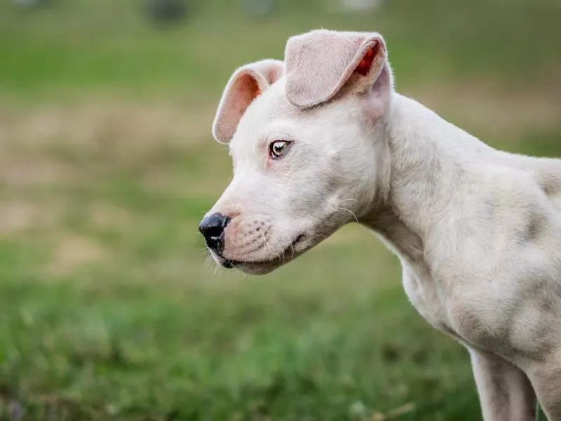 Dogo Argentino