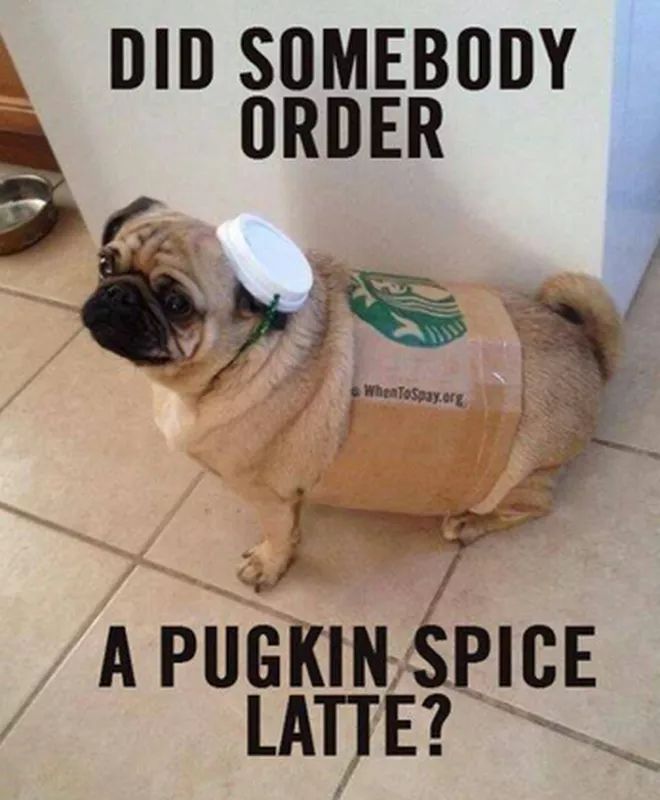 Pugkin spice latte meme