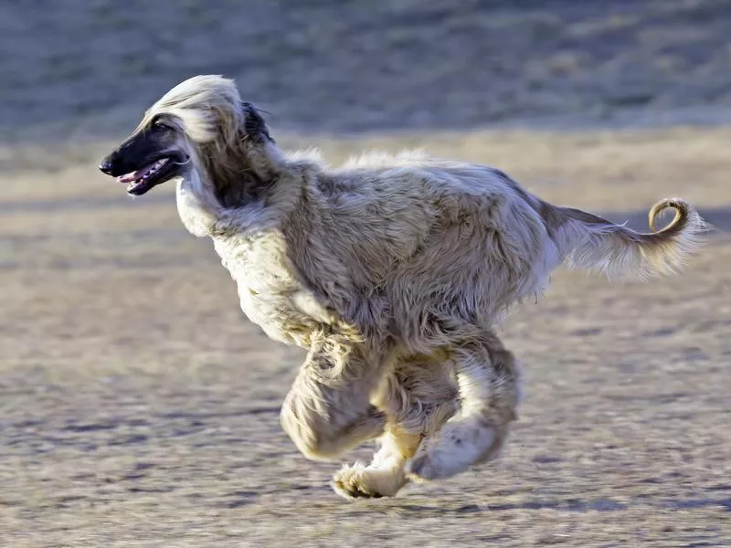 Afghan Hound