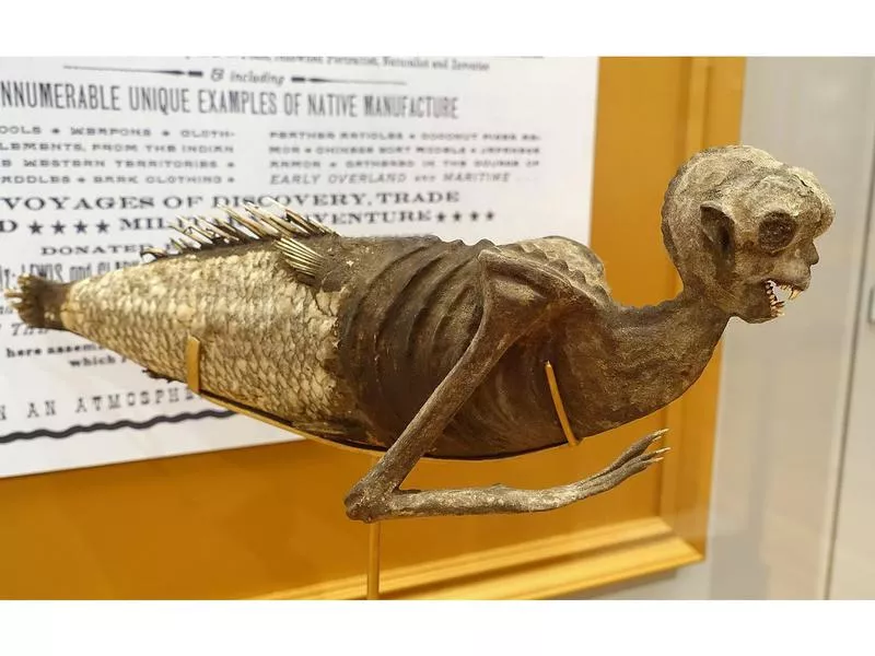 Feejee Mermaid