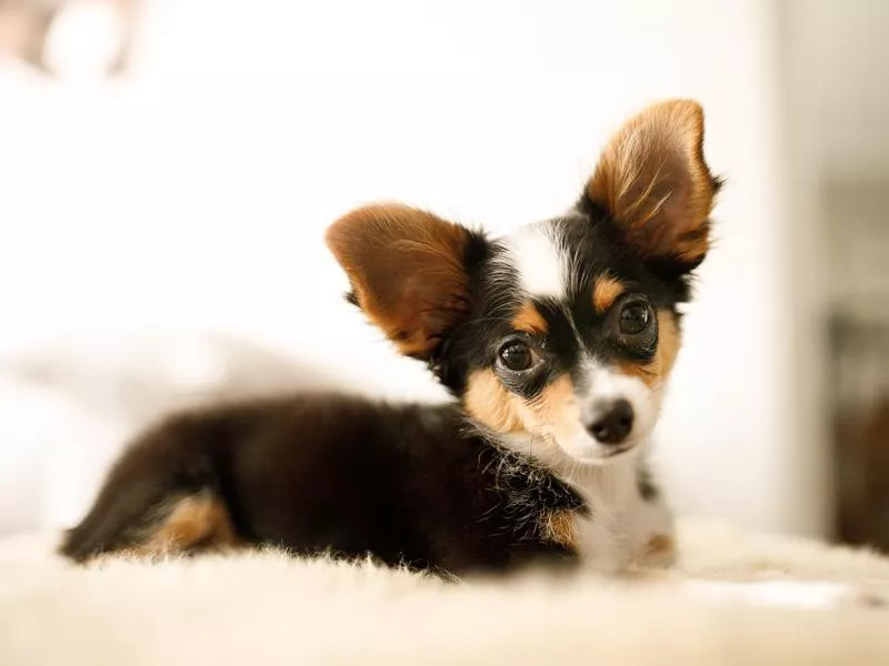 Cute chihuahua puppy