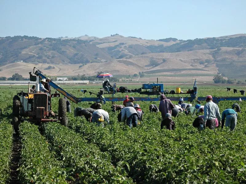 Farmworkers