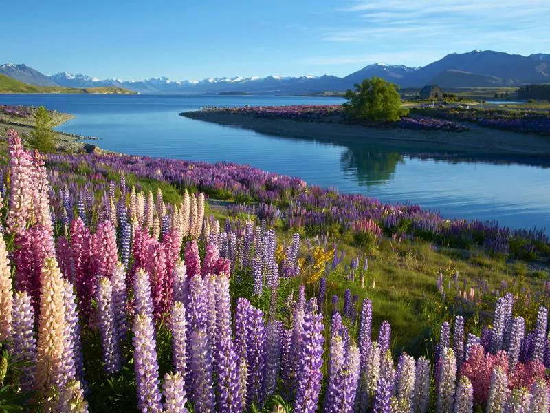 Lake Tekapo in New Zealand